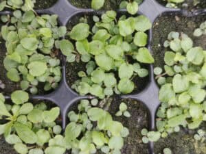 Campanula rapunculoides – Acker-Glockenblume 7 Stck. Jungpflanzen