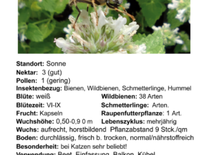 Nepeta cataria – echte Katzenminze <br> 12 cm RC Rundtopf