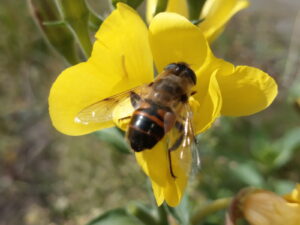 Oenothera biennis L. – gemeine Nachtkerze<br> 1,0 g,  ca. 2.000 Korn (UG 02, PG A)