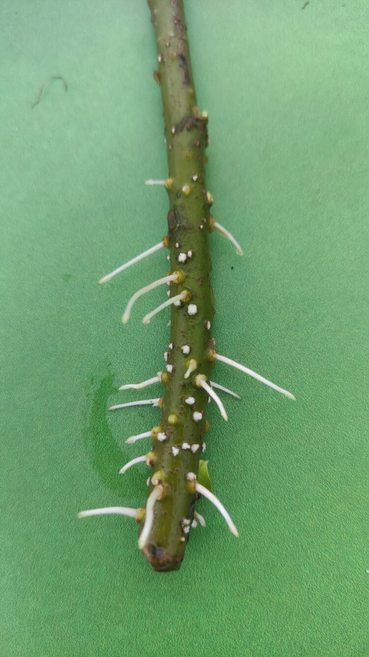 Salix tristis 'Semperflorens' - immerblühende Mandelweide <br>1 Stck. bew. Steckholz – Bild 2
