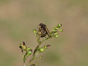 Scrophularia nodosa – Braunwurz <br> 0,1g, ca. 800 Korn