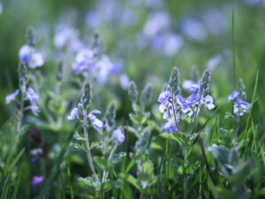 Veronica officinalis – echter Ehrenpreis  <br> 1 Stck. im 9 cm Topf