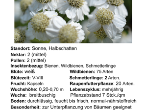 Achillea ptarmica – Sumpf-Schafgarbe <br>1 Stck. im 12 cm RC-Topf (UG 02)