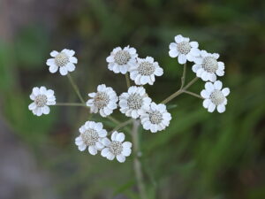 Achillea ptarmica – Sumpf-Schafgarbe <br> 0,1 g, ca. 500  Korn (UG 02, PG B)