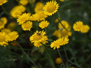 Anthemis tinctoria – Färber-Hundskamille <br> 1 Stck. Pflanzen im 9 cm Topf
