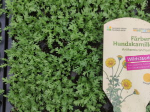 Anthemis tinctoria - Färber-Hundskamille <br>7 Stck. Jungpflanzen (UG 03)