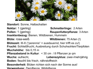 Bellis perennis – Gänseblümchen<br>0,2 g, ca. 2.000  Korn (UG 02, PG E)