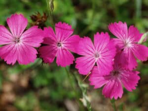 Dianthus carthusianorum – Karthäuser-Nelke    Staude im 12 cm RC-Topf