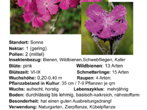 Dianthus carthusianorum – Karthäuser-Nelke <br> 8 Stck. Jungpflanzen (UG 21)