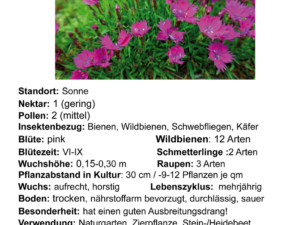 Dianthus deltoides – Heidenelke <br>0,25 g, ca. 1.200 Korn (UG 02, PG C)