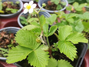 Fragaria vesca vesvca <br> Walderdbeere im 9 cm Topf (UG n.n.)