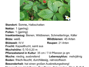 Fragaria vesca vesvca <br> Walderdbeere, 7 Stck. Jungpflanzen (UG n.n.)