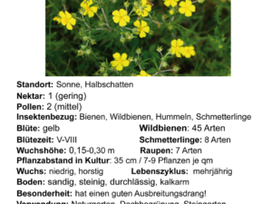 Potentilla argentea – Silber-Fingerkraut  <br> 0,25 g, ca. 1.500 Korn (UG 01, PG C)