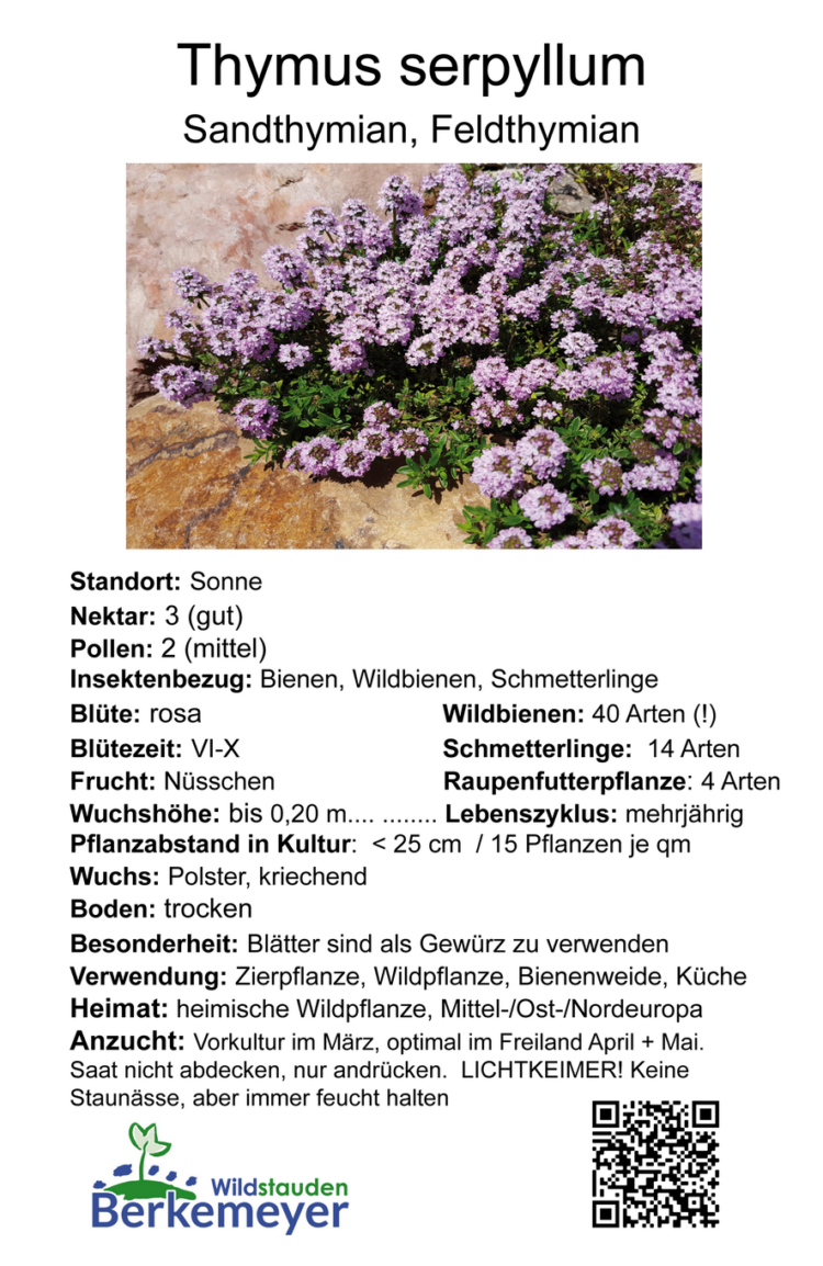 Thymus serpyllum - Sandthymian <br> 1 Stck. im 9 cm Topf – Bild 2