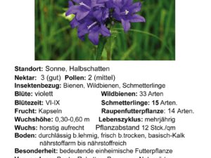 Campanula glomerata – Knäuel-Glockenblume <br> 1 Stck. Pflanze im 12 cm RC-Topf