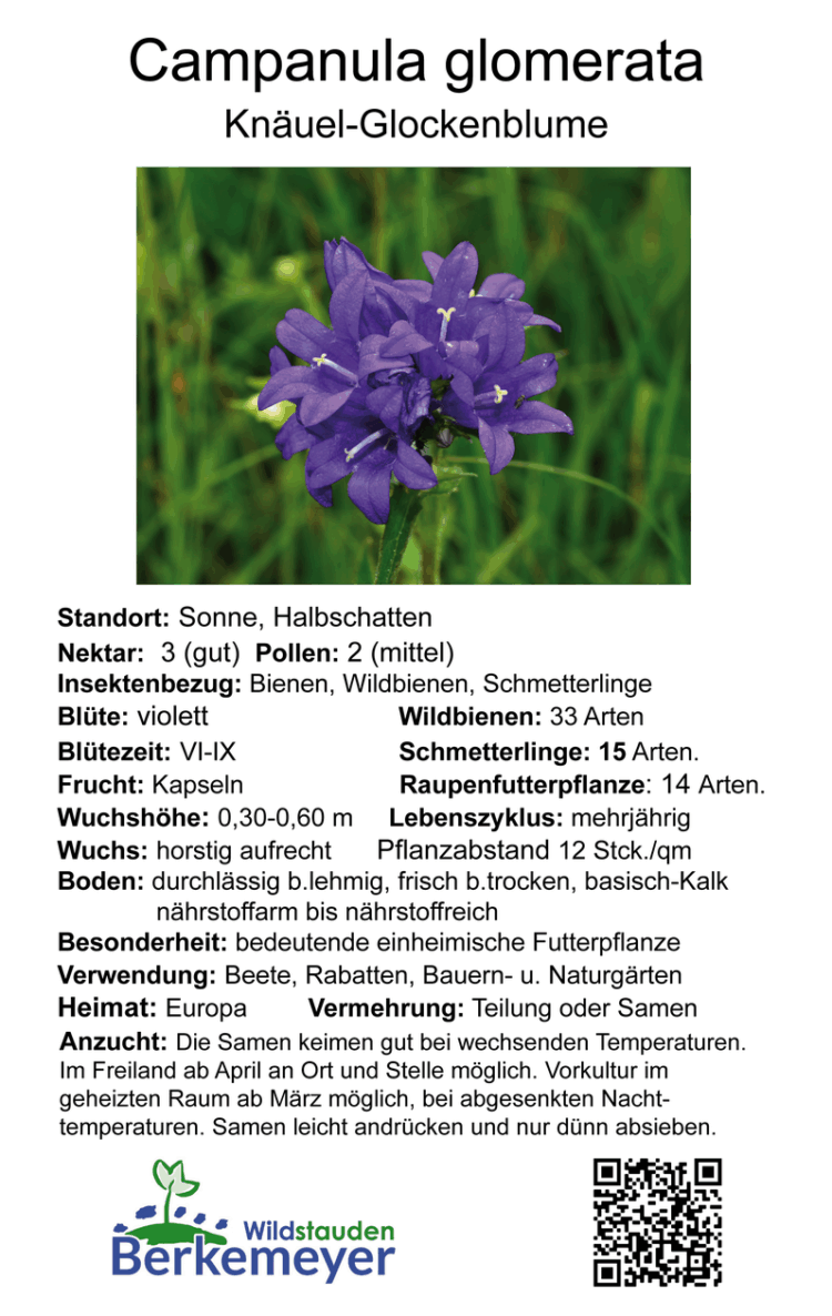 Campanula glomerata - Knäuel-Glockenblume <br> 1 Stck. Pflanze im 12 cm RC-Topf – Bild 2