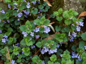 Glechoma hederacea – Gundermann<br>1 Stck. im 12er RC-Topf