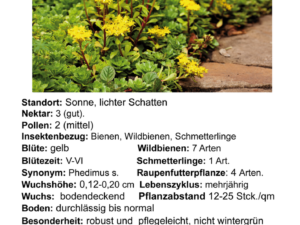 Sedum kamtschaticum – Kamschatka-Sedum<br> 1 Stck. Pflanze Tb 09 cm