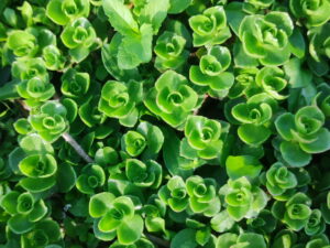 Sedum spurium – Teppichsedum<br> 10 Stck. Flachballen-Pflanzen 5×5
