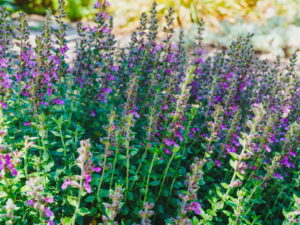 Teucrium chamaedrys – echter Gamander<br> 1 Stck. Pflanze Tb 12 cm (UG n.n.)