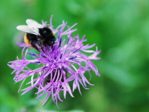 Centaurea scabiosa – Skabiosen-Flockenblume <br> 0,5 gr., ca. 80 Korn (UG 02, PG D)