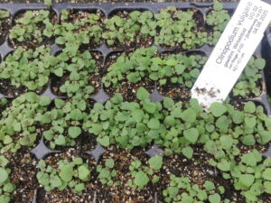 Clinopodium vulgare - gewöhnlicher Wirbeldost <br> 7 Stck. Jungpflanzen
