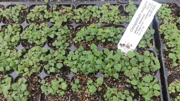 Clinopodium vulgare - gewöhnlicher Wirbeldost <br> 7 Stck. Jungpflanzen
