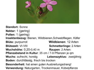 Dianthus armeria – raue Nelke <br> 1 Stck Tb 12 cm