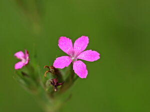 Dianthus armeria – raue Nelke <br> 0,2 g, ca. 1.000 Korn (UG 09, PG C)