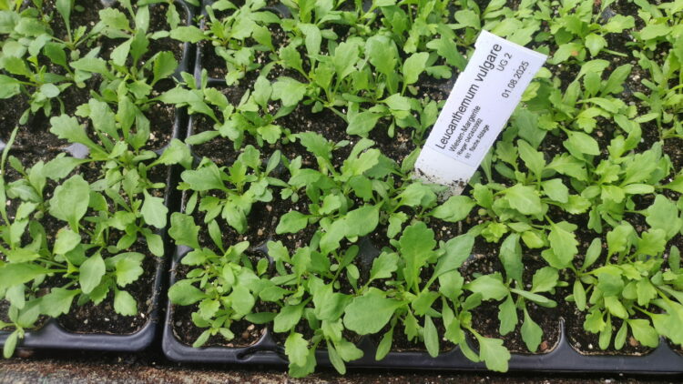 Leucanthemum vulgare - Wiesen-Margerite <br> 7 Stck. Jungpflanzen (UG 02)