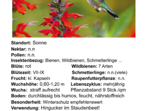 Lobelia cardinalis  – Kardinals-Lobelie <br> 1 Stck. im 12 cm RC-Topf