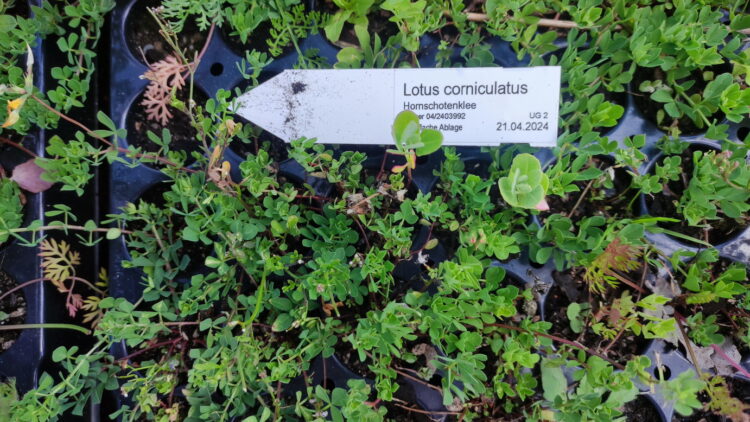 Lotus corniculatus - Hornklee <br> 10 Stck. Jungpflanzen (UG 02) – Bild 2