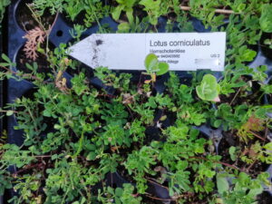 Lotus corniculatus - Hornklee <br> 7 Stck. Jungpflanzen (UG 02)