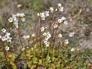 Saxifraga granulata – Knöllchen-Steinbrech <br> 1 Stck. Pflanze 9cm Topf