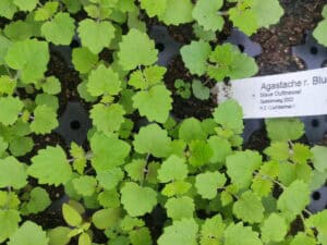 Agastache rug. ‚Blue Fortune‘ – blaue Duftnessel     7 Stck. Jungpflanzen