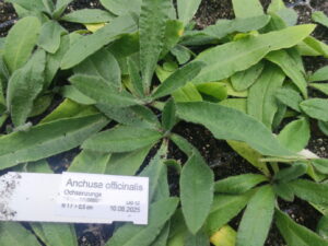 Anchusa officinalis – gewöhnliche Ochsenzunge <br> 7 Stck. Jungpflanzen (UG 12)