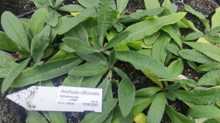 Anchusa officinalis - gewöhnliche Ochsenzunge <br> 7 Stck. Jungpflanzen (UG 12)