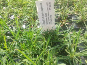Dianthus carthusianorum – Karthäuser-Nelke <br> 8 Stck. Jungpflanzen (UG 21)