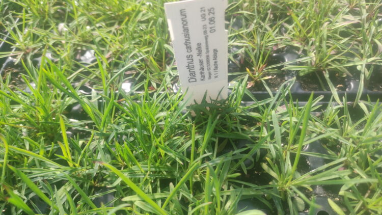 Dianthus carthusianorum - Karthäuser-Nelke <br> 8 Stck. Jungpflanzen (UG 21)