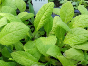 Inula helenium - echter Alant  <br> 6 Stck. Jungpflanzen