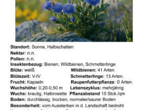 Jasione montana – Berg-Sandglöckchen<br>0,1 g., ca. 800 Korn (UG 01, PG D)
