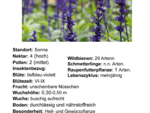 Lavandula ang. ‚Hidcote Blue‘ – Lavendel <br> 1 Stck. im 12 cm RC-Topf
