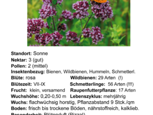 Origanum vulgare – wilder Majoran, Dost <br> 1 Stck. im 12 cm RC-Topf (UG 02)