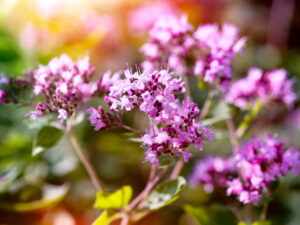 Origanum vulgare – wilder Majoran, Dost <br>0,2 g ca. 2.000 Korn (UG 02, PG C)