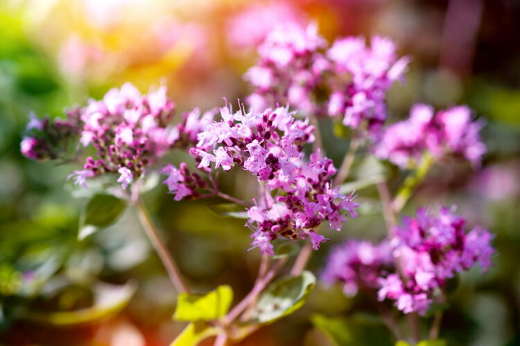 Origanum vulgare - wilder Majoran, Dost <br> 1 Stck. im P1 / 12 cm RC-Topf (UG 02) – Bild 5