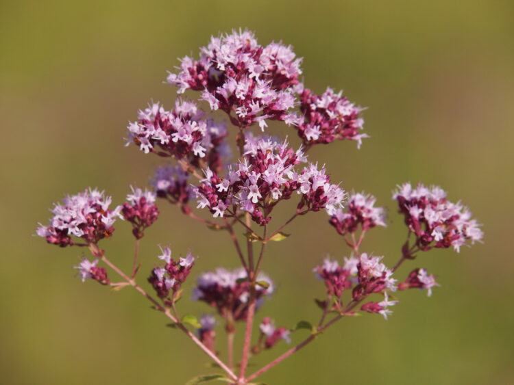 Origanum vulgare - wilder Majoran, Dost <br> 1 Stck. im P1 / 12 cm RC-Topf (UG 02) – Bild 3