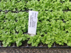 Prunella vulgaris - kleine Braunelle  <br> 7 Stck. Jungpflanzen (UG 02)