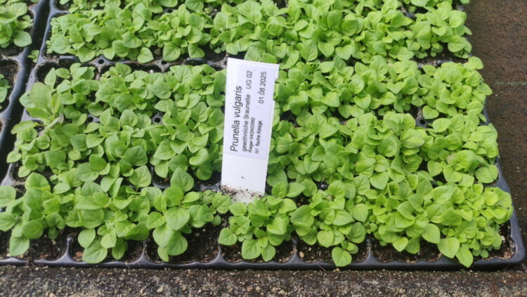 Prunella vulgaris - kleine Braunelle  <br> 7 Stck. Jungpflanzen (UG 02)