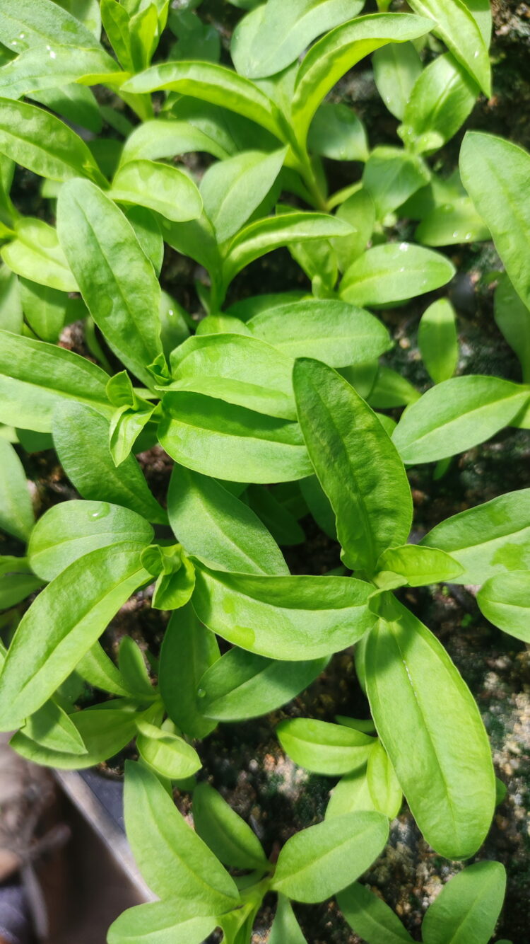 Saponaria officinalis - echtes Seifenkraut <br> 10 Jungpflanzen (UG 02)