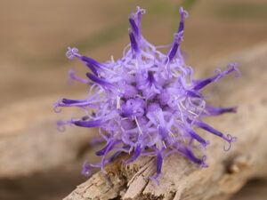 Phyteuma scheuchzeri – Teufelskralle<br> 0,1 g, ca. 500 Korn (UG 02, PG D)